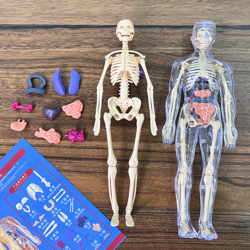 3D Human Skeleton Organ Anatom - Model Kit Fantasy review and price