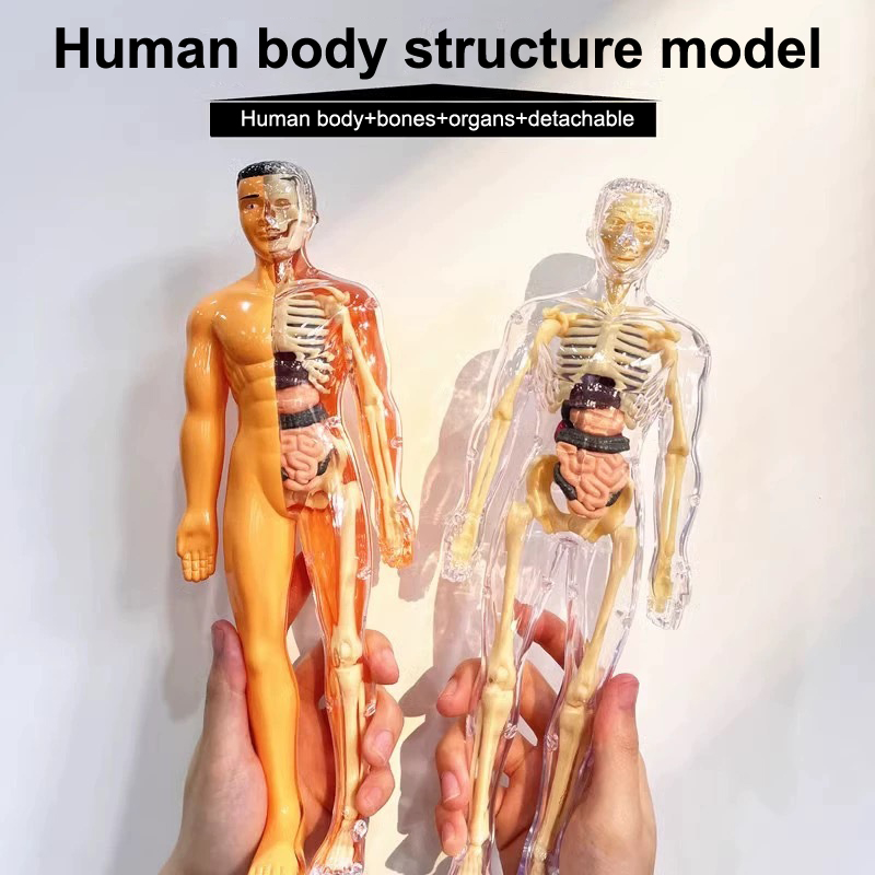 3D Human Skeleton Organ Anatom - Model Kit Fantasy review and price