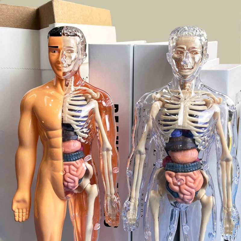 3D Human Skeleton Organ Anatom - Model Kit Fantasy review and price
